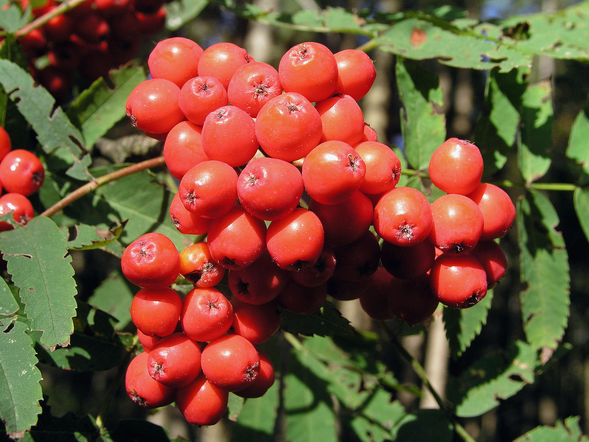 Jeřáb ptačí (Sorbus ancuparia L.)