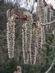 Topol osika (Populus tremula L.)