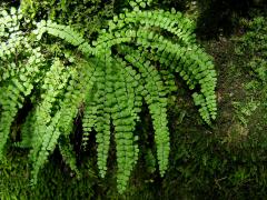 Čeleď: Sleziníkovité (Aspleniaceae Frank)