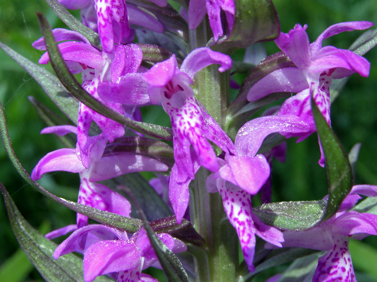 Prstnatec májový (Dactylorhiza majalis (Rchb.) Hunt et Summerhayes)