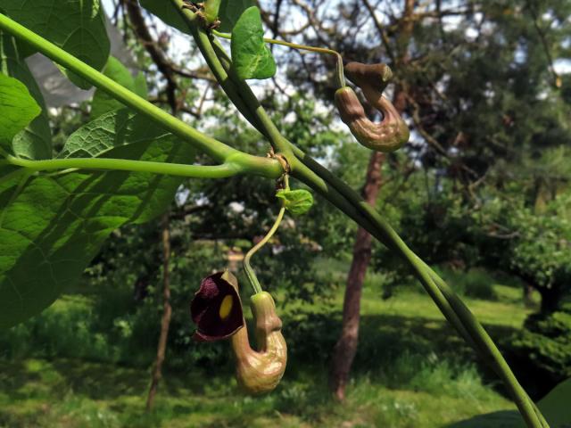 Podražec velkolistý (Aristolochia macrophylla Lam.)