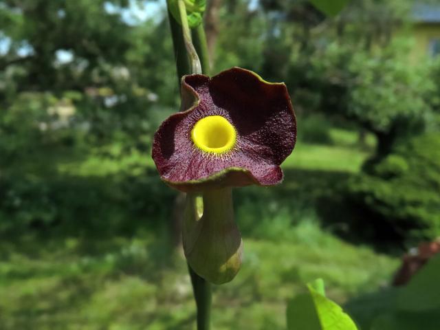 Podražec velkolistý (Aristolochia macrophylla Lam.)