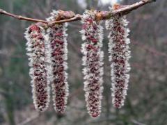 Topol osika (Populus tremula L.)