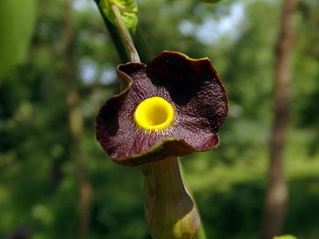 Podražec velkolistý (Aristolochia macrophylla Lam.)