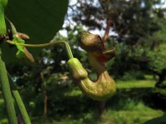 Podražec velkolistý (Aristolochia macrophylla Lam.)