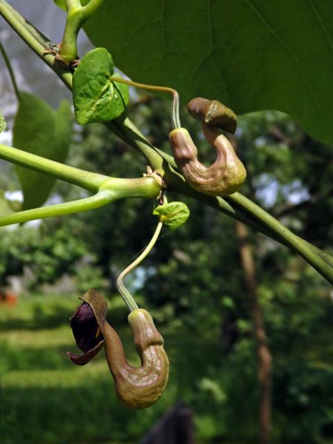 Podražec velkolistý (Aristolochia macrophylla Lam.)