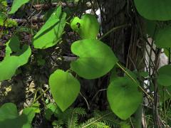 Podražec velkolistý (Aristolochia macrophylla Lam.)