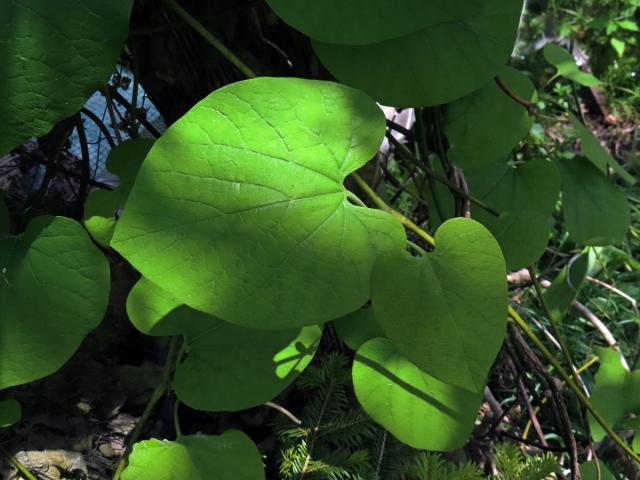 Podražec velkolistý (Aristolochia macrophylla Lam.)