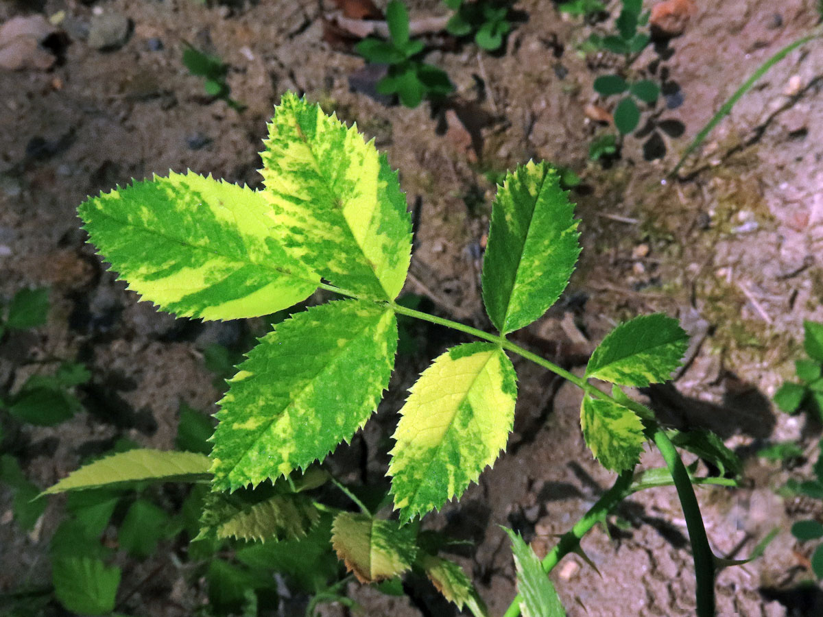 Růže šípková (Rosa canina L.) s panašovanými listy (1q)