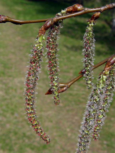 Topol osika (Populus tremula L.)