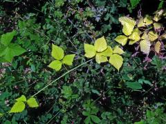 Ostružiník ježiník (Rubus caesius L.), rostlinka bez chlorofylu (1f)