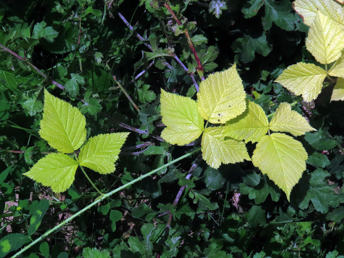 Ostružiník ježiník (Rubus caesius L.), rostlinka bez chlorofylu (1g)