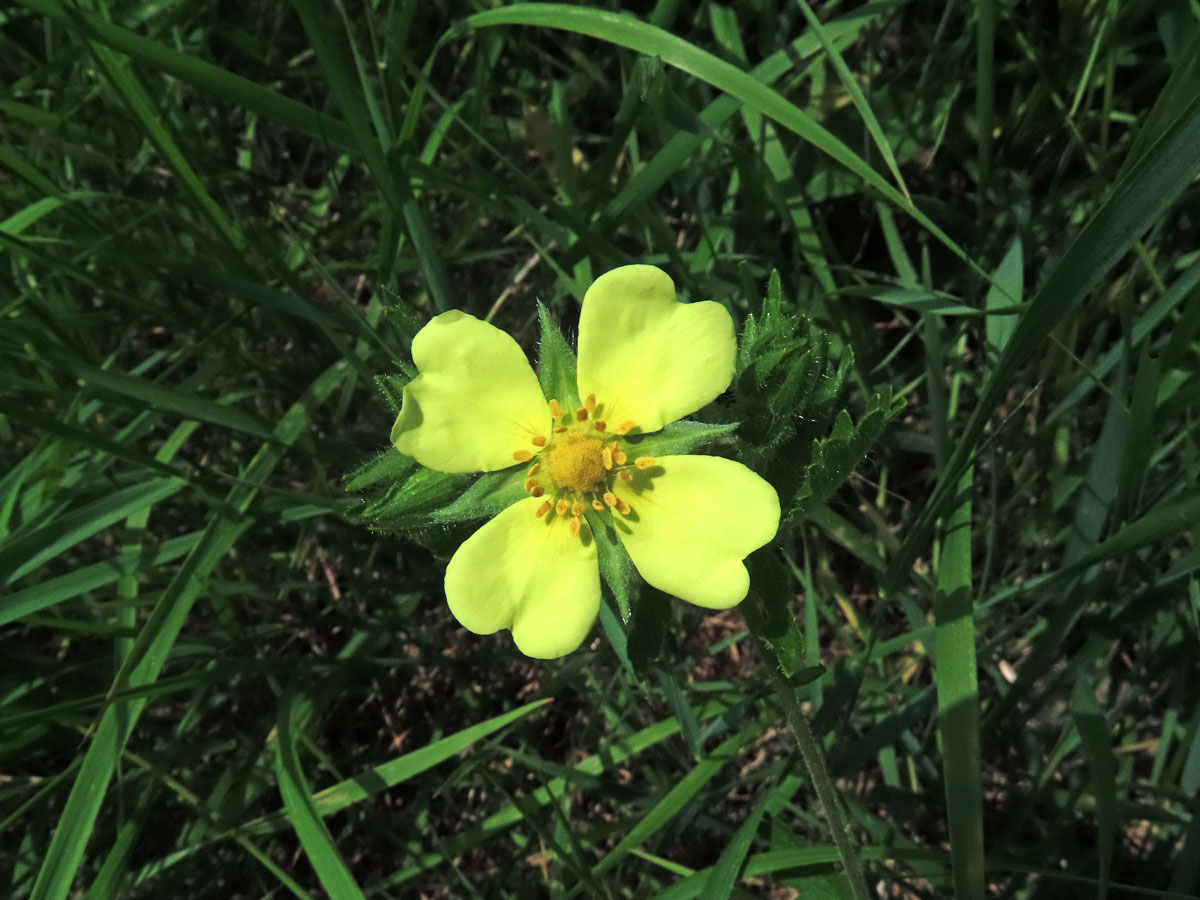 Mochna přímá (Potentilla recta L.) s čtyřčetným květem (14)