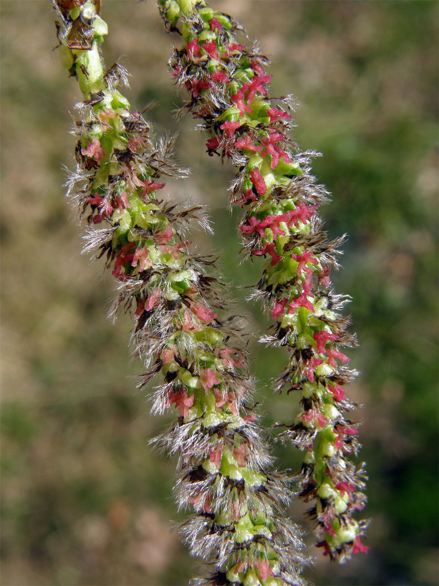 Topol osika (Populus tremula L.)