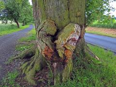 Javor stříbrný (Acer saccharinum L.), nádor na kmeni (84a)