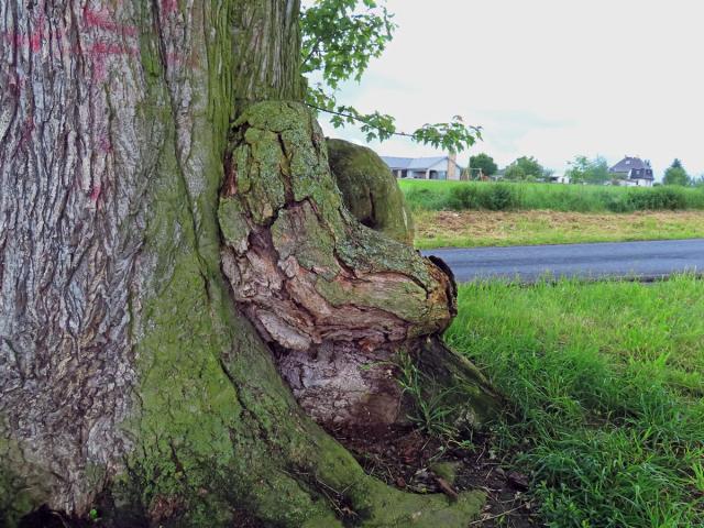 Javor stříbrný (Acer saccharinum L.), nádor na kmeni (84b)