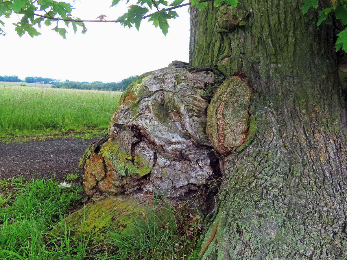 Javor stříbrný (Acer saccharinum L.), nádor na kmeni (84c)