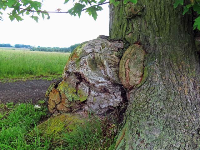 Javor stříbrný (Acer saccharinum L.), nádor na kmeni (84c)