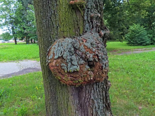 Javor mléč (Acer platanoides L.) s nádorem na kmeni (85b)