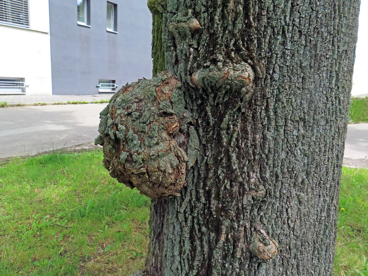 Javor mléč (Acer platanoides L.) s nádorem na kmeni (85d)