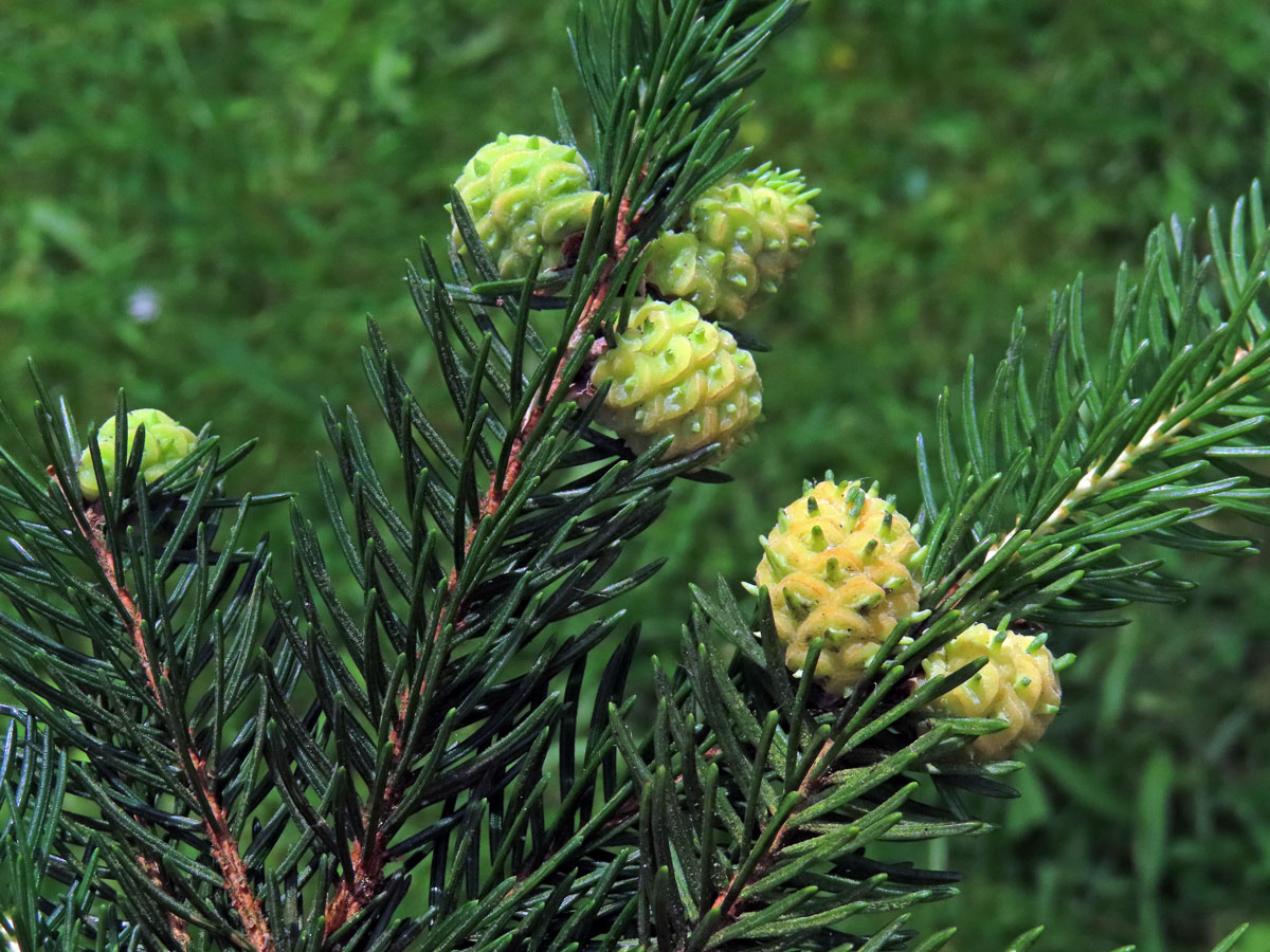 Hálky korovnice pupenové (Adelges lacricis), smrk ztepilý