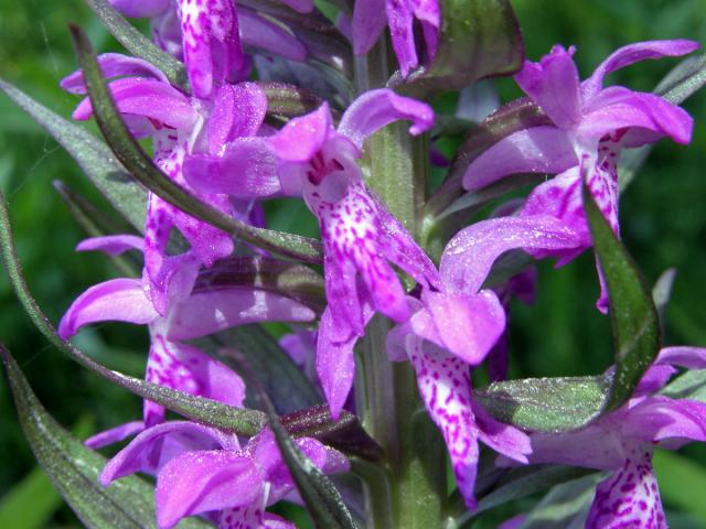 Prstnatec májový (Dactylorhiza majalis (Rchb.) Hunt et Summerhayes)