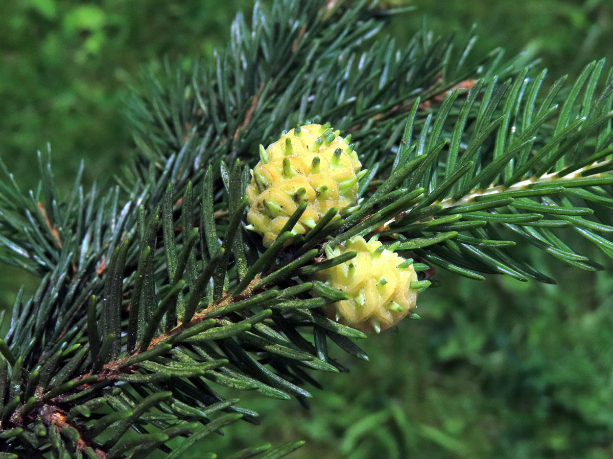 Hálky korovnice pupenové (Adelges lacricis), smrk ztepilý