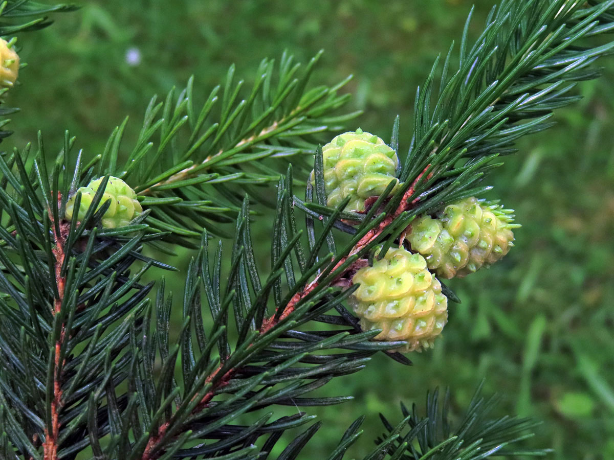 Hálky korovnice pupenové (Adelges lacricis), smrk ztepilý