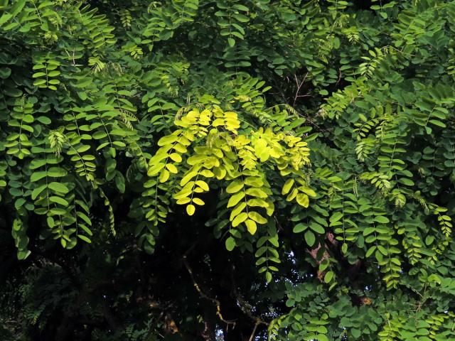 Trnovník akát (Robinia pseudoacacia L.) se zlatými listy