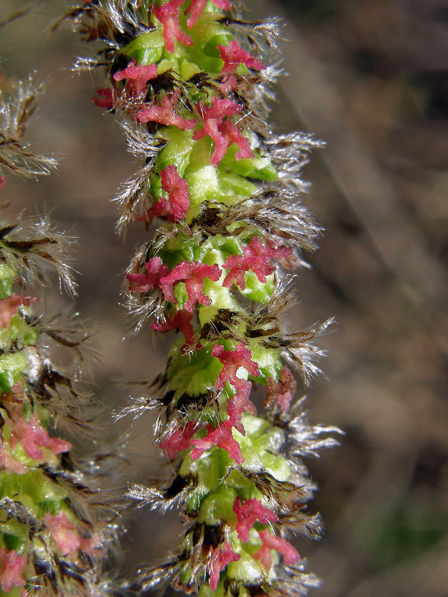 Topol osika (Populus tremula L.)