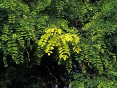 Trnovník akát (Robinia pseudoacacia L.) se zlatými listy