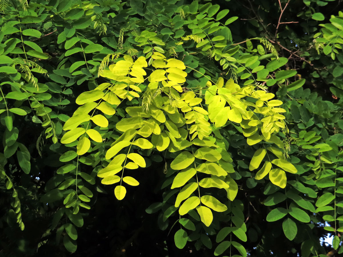 Trnovník akát (Robinia pseudoacacia L.) se zlatými listy