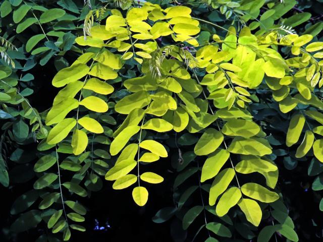 Trnovník akát (Robinia pseudoacacia L.) se zlatými listy