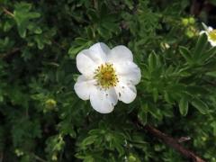 Mochna křovitá (Potentilla fructicosa L.), sedmičetný květ (4)