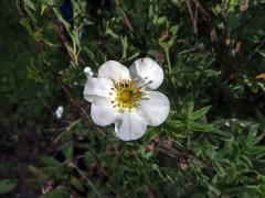 Mochna křovitá (Potentilla fructicosa L.), šestičetný květ (3)