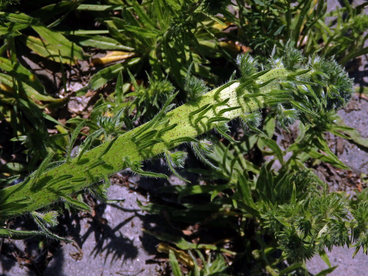 Fasciace stonku hadince obecného (Echium vulgare L.) (1a)