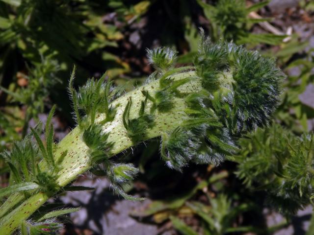 Fasciace stonku hadince obecného (Echium vulgare L.) (1b)