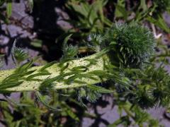 Fasciace stonku hadince obecného (Echium vulgare L.) (1c)