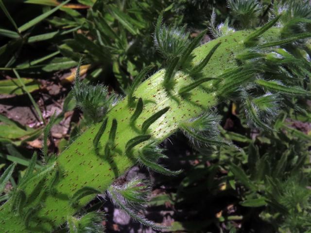 Fasciace stonku hadince obecného (Echium vulgare L.) (1d)