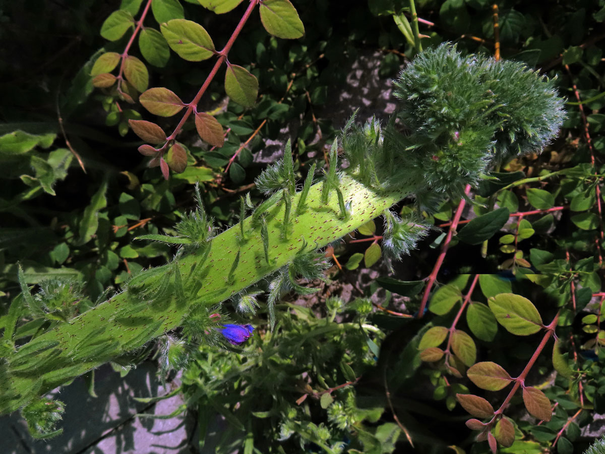 Fasciace stonku hadince obecného (Echium vulgare L.) (1e)