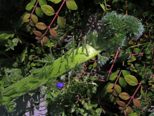 Fasciace stonku hadince obecného (Echium vulgare L.) (1e)