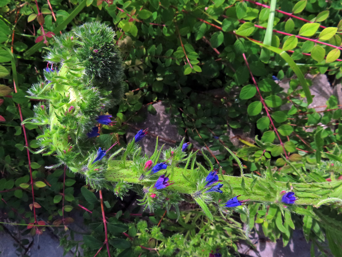 Fasciace stonku hadince obecného (Echium vulgare L.) (1f)