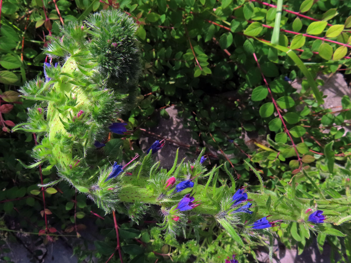 Fasciace stonku hadince obecného (Echium vulgare L.) (1g)