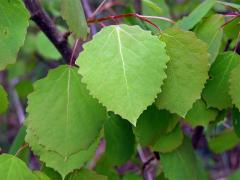 Topol osika (Populus tremula L.)