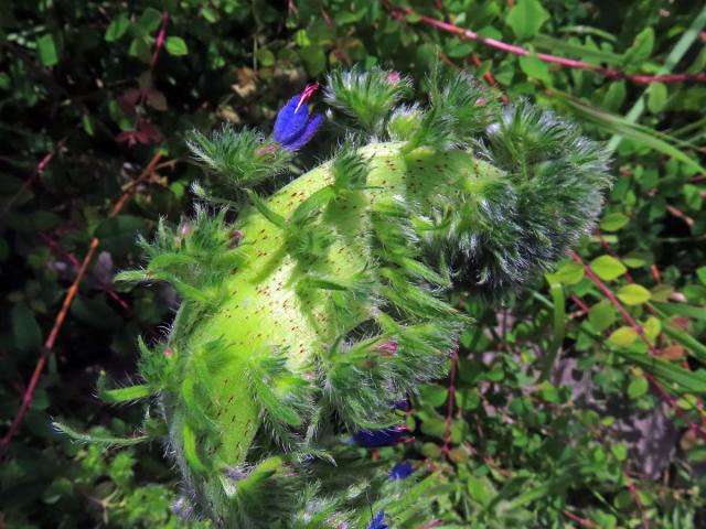 Fasciace stonku hadince obecného (Echium vulgare L.) (1h)