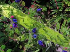 Fasciace stonku hadince obecného (Echium vulgare L.) (1i)