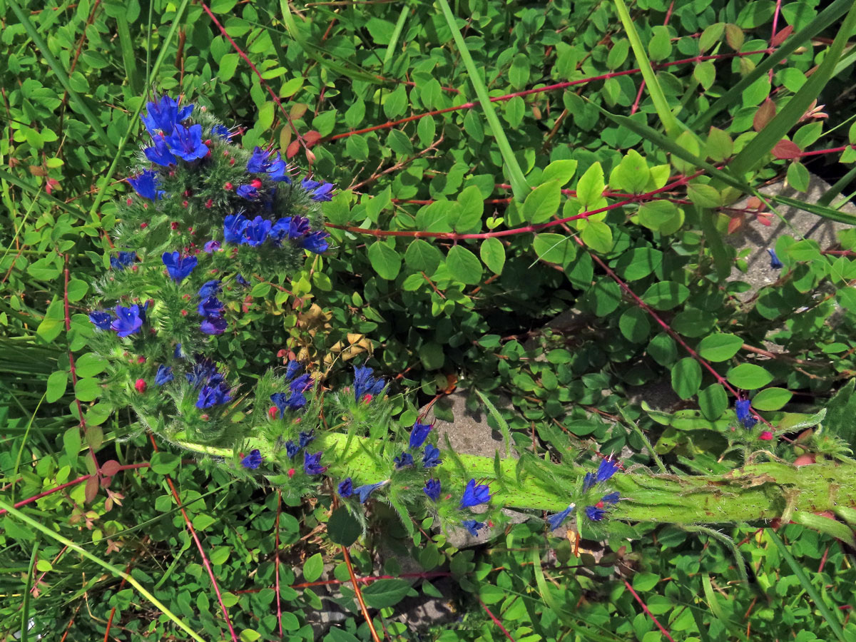 Fasciace stonku hadince obecného (Echium vulgare L.) (1j)