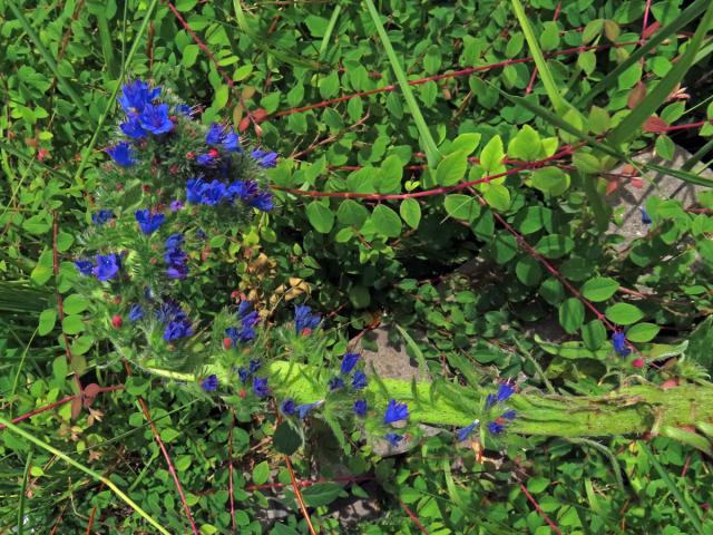 Fasciace stonku hadince obecného (Echium vulgare L.) (1j)