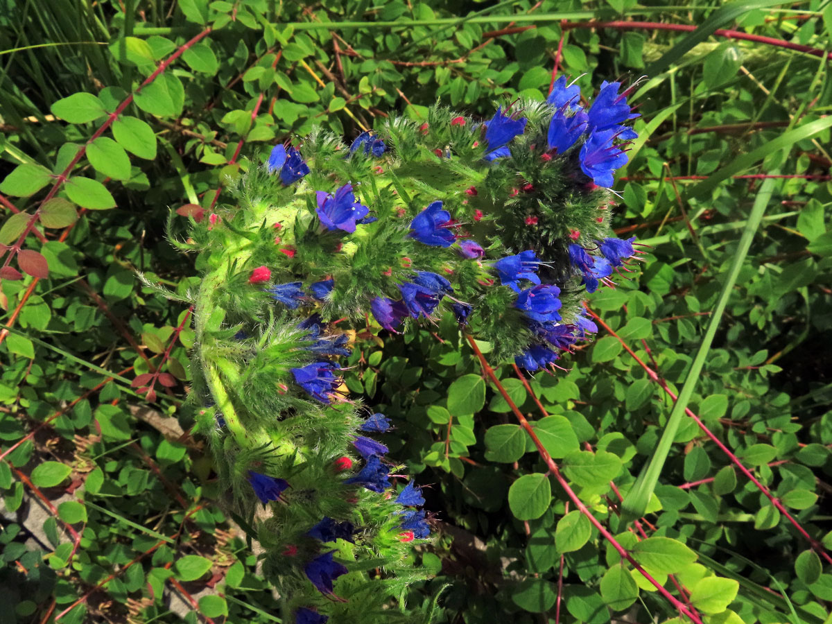 Fasciace stonku hadince obecného (Echium vulgare L.) (1k)