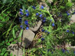 Fasciace stonku hadince obecného (Echium vulgare L.) (1l)